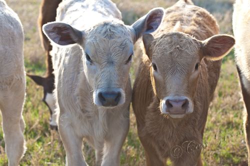 2011_02_27 03.07.48 PM _CAS0387