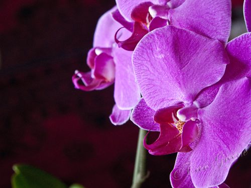 2011.03.18 12 06 39 AM IMG_2011