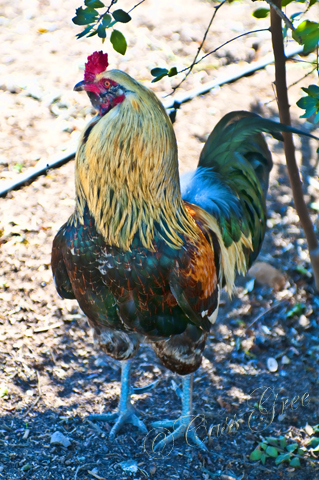 2011.03.15 10 50 20 AM _CAS6711_1