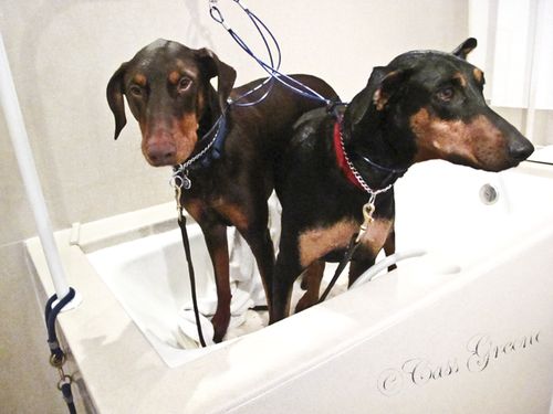 2011.04.08 07 12 37 PM IMG_3528