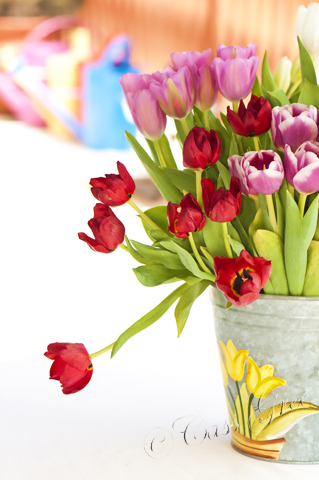 HDR 2011.04.02 11 54 25 AM _CAS9449