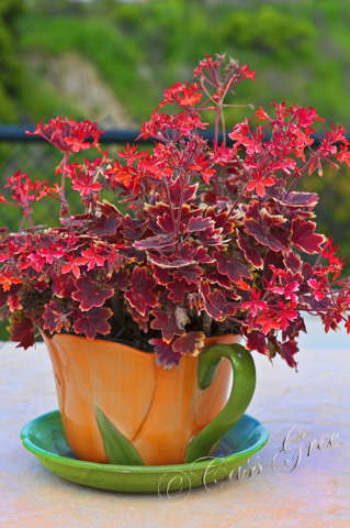 HDR 2011.03.26 03 59 44 PM _CAS8877